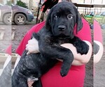 Puppy Teal Cane Corso