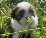 Small Photo #1 Shih Tzu Puppy For Sale in VENETA, OR, USA