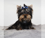 Small #2 Yorkshire Terrier