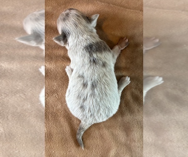 Medium Photo #2 Chihuahua Puppy For Sale in NEWVILLE, PA, USA
