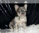 Puppy Zero AKC French Bulldog