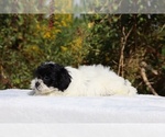 Small #26 ShihPoo