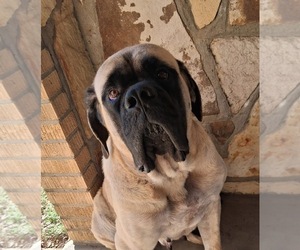 Mother of the Mastiff puppies born on 01/13/2026