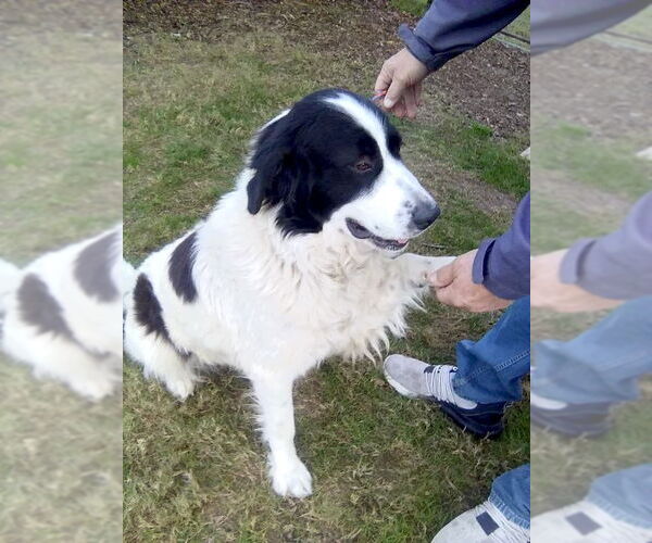 Medium Photo #5 Great Pyrenees Puppy For Sale in Spring, TX, USA
