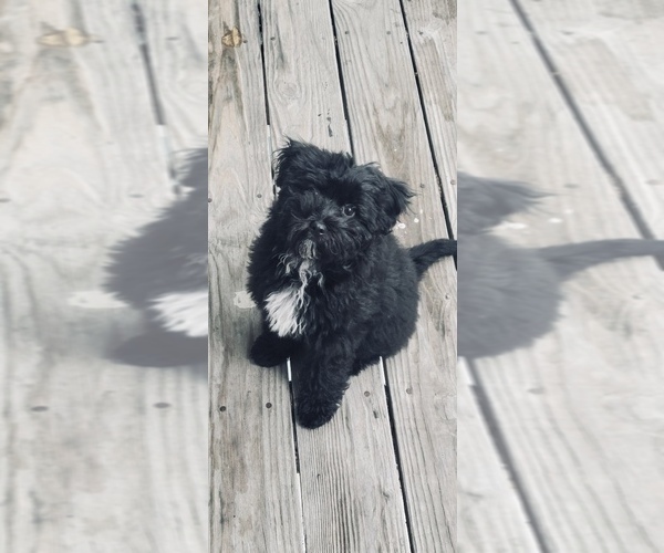 Medium Photo #3 Havapoo Puppy For Sale in SOUTHGATE, MI, USA