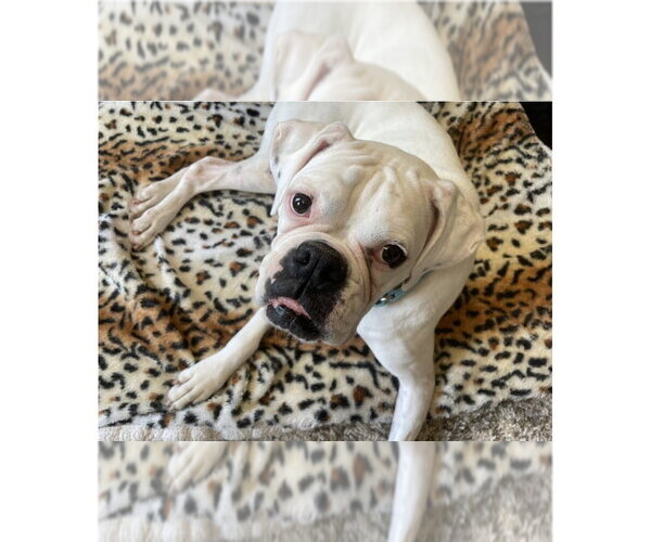 Medium Photo #5 Boxer Puppy For Sale in Austin, TX, USA