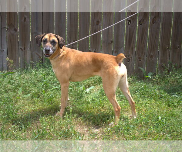 Medium Photo #2 Boxer-Unknown Mix Puppy For Sale in Jackson, MS, USA