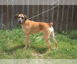 Small #1 Boxer Mix