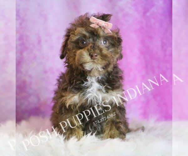 Medium Photo #1 Poodle (Miniature) Puppy For Sale in WARSAW, IN, USA