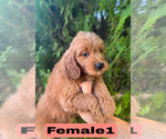 Small #5 Goldendoodle (Miniature)