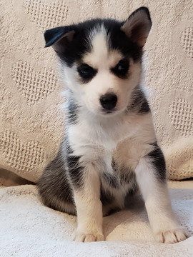 Medium Photo #3 Siberian Husky Puppy For Sale in CENTERBURG, OH, USA