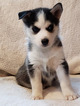 Small Photo #3 Siberian Husky Puppy For Sale in CENTERBURG, OH, USA