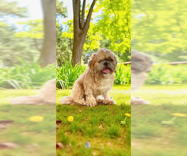 Medium Photo #13 Shih Tzu Puppy For Sale in Weston, FL, USA