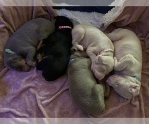 Doberman Pinscher Litter for sale in VALLEY, WA, USA
