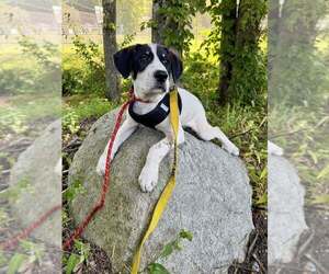 Hitch (AL) - Male Border-Aussie Dog for Adoption - Photo #12