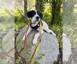 Small Photo #12 Border-Aussie Puppy For Sale in New York, NY, USA