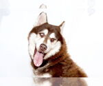 Small Siberian Husky