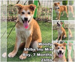 Shiba Inu-Unknown Mix Dogs for adoption in Seattle, WA, USA