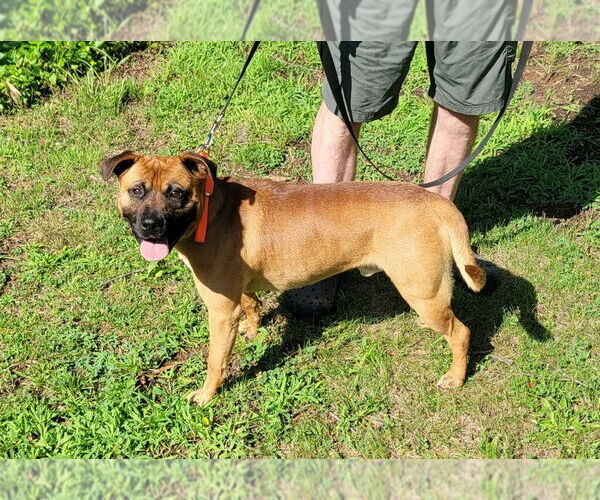 Medium Photo #6 Boxer-Unknown Mix Puppy For Sale in Mooresville, NC, USA