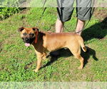 Small #5 Boxer Mix