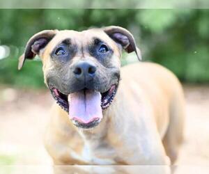 Black Mouth Cur-Unknown Mix Dogs for adoption in Tavares, FL, USA