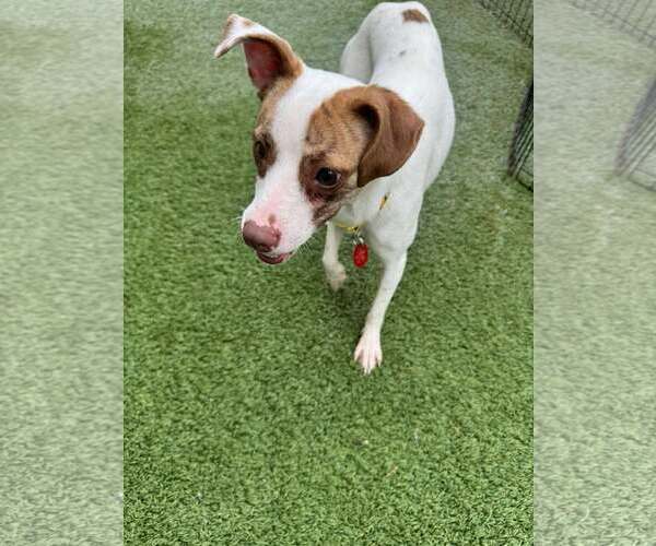 Medium Photo #5 Jack Chi Puppy For Sale in Tempe , AZ, USA