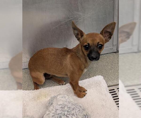 Medium Photo #1 Chihuahua Puppy For Sale in San Martin, CA, USA