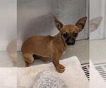 Small Chihuahua