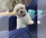 Small Photo #12 Maltese Puppy For Sale in OCKLAWAHA, FL, USA