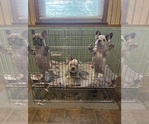 French Bulldog Litter for sale in KANSAS CITY, MO, USA