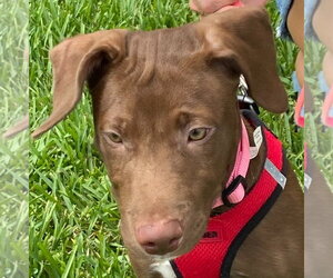 Labrador Retriever-Unknown Mix Dogs for adoption in Canton, CT, USA