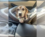 Small #6 Beagle