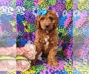 Cock-A-Poo-Poodle (Toy) Mix Puppy for sale in KIRKWOOD, PA, USA