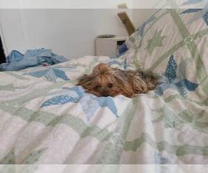 Father of the Yorkshire Terrier puppies born on 05/29/2026
