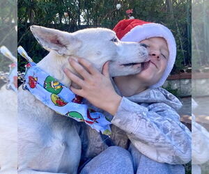 Snow - Male American Staffordshire Terrier-Siberian Husky Mix Dog for Adoption - Photo #3