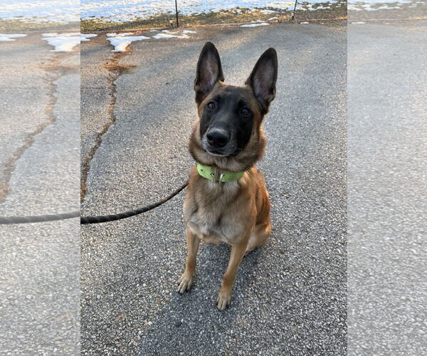 Medium Photo #3 Mutt Puppy For Sale in Stevens Point, WI, USA