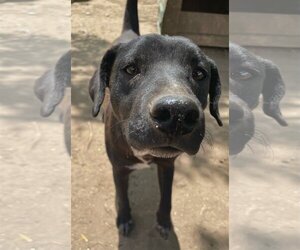 Labrador Retriever-Retriever  Mix Dogs for adoption in Tracy City, TN, USA