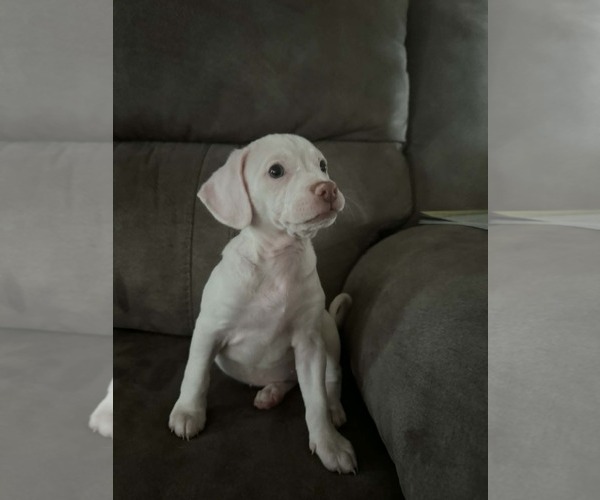 Medium Photo #1 Bullypit Puppy For Sale in Holly Springs, NC, USA