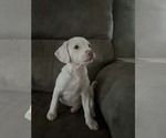 Small Bullypit
