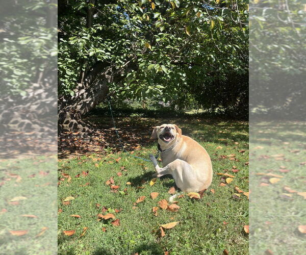 Medium Photo #4 Mutt Puppy For Sale in Candler, NC, USA