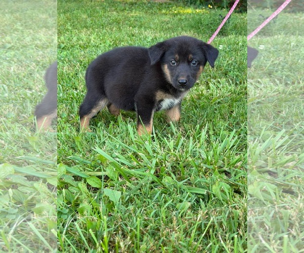 Medium Photo #9 Doberman Pinscher-German Shepherd Dog Mix Puppy For Sale in HOPKINSVILLE/PRINCETON, KY, NH, USA