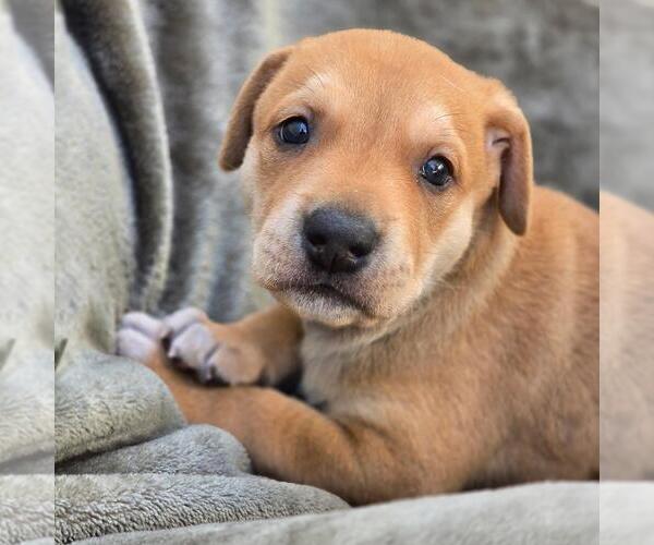 Medium Photo #1 Labrador Retriever-Unknown Mix Puppy For Sale in San Diego, CA, USA