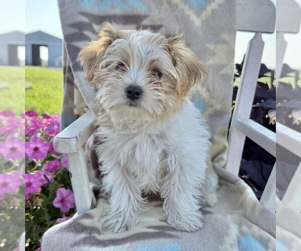 Medium Photo #3 Morkie Puppy For Sale in WILLIAMSBURG, IN, USA