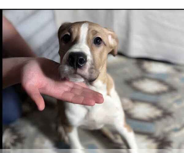 Medium Photo #2 Mutt Puppy For Sale in Aurora, IN, USA
