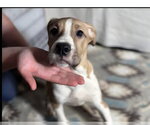 Small #1 Mutt