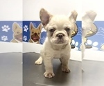 Small #8 French Bulldog