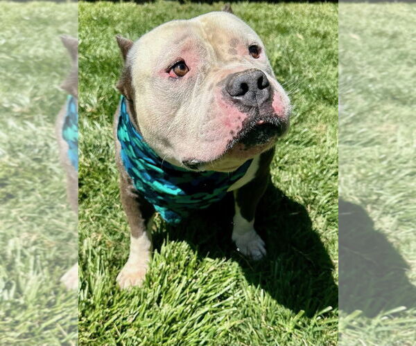 Medium Photo #10 American Bulldog-American Staffordshire Terrier Mix Puppy For Sale in Redlands, CA, USA