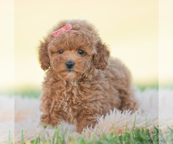 Medium Photo #4 Poodle (Miniature) Puppy For Sale in WARSAW, IN, USA