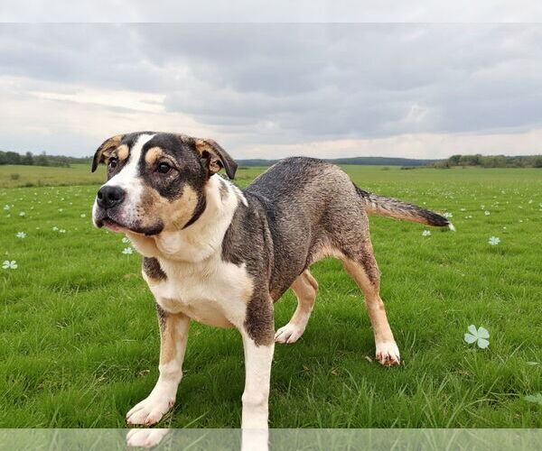 Medium Photo #5 American Bulldog-Unknown Mix Puppy For Sale in Talladega, AL, USA