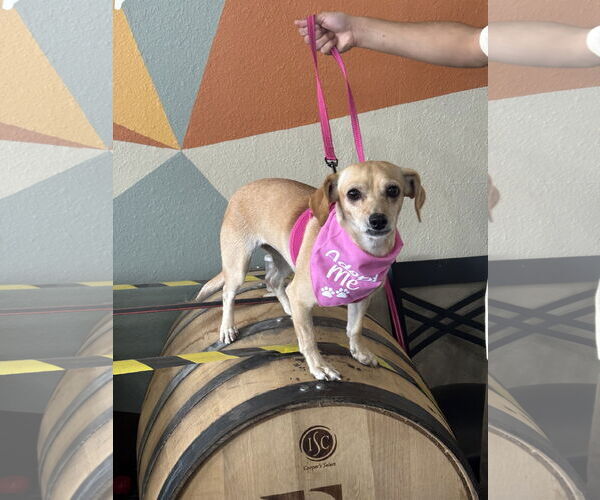 Medium Photo #1 Chihuahua-Unknown Mix Puppy For Sale in Aurora, CO, USA